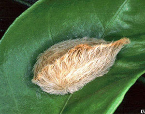 Asp Puss Caterpillar