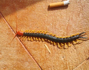 Centipede