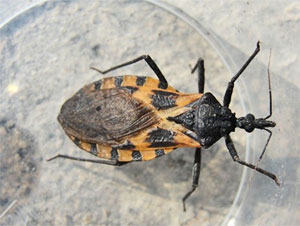Kissing Bug