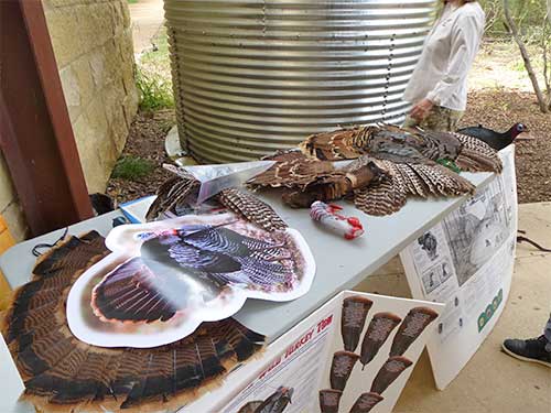 turkey federation wild turkey