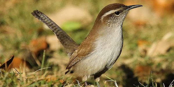 Bewick's Wren