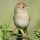 Field Sparrow