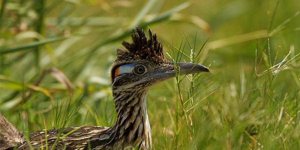 Greater Roadrunner