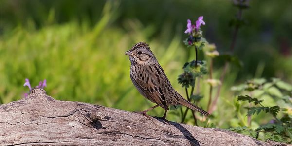 Lincoln's Sparrow
