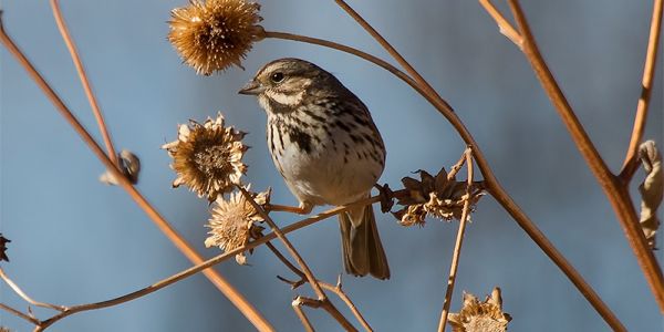 Song Sparrow