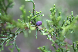 Can I eat the berries?
