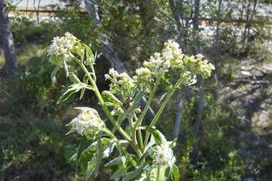 What is this icy looking plant? 