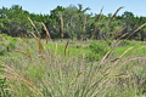 Plan to restore grasses has some worried about trees