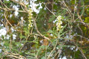 Why are all the Kidneywood on PHP West's Oak Loop Trail dead?