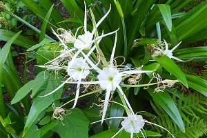 Native Plants Go the Extra Yard