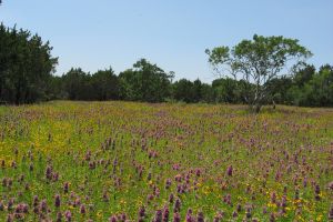 Savanna Restoration Research (Phase II)